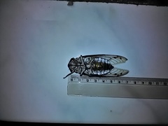 Quesada gigas