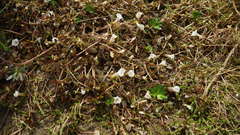 Gratiola sexdentata
