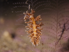 Eubranchus vittatus