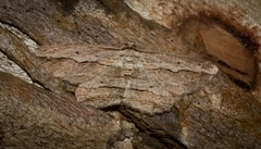 Euphronarcha luxaria