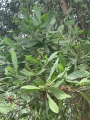 Juliflorae