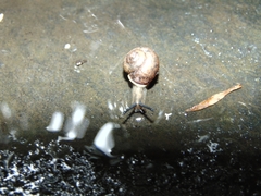 Austrochloritis sydneyensis