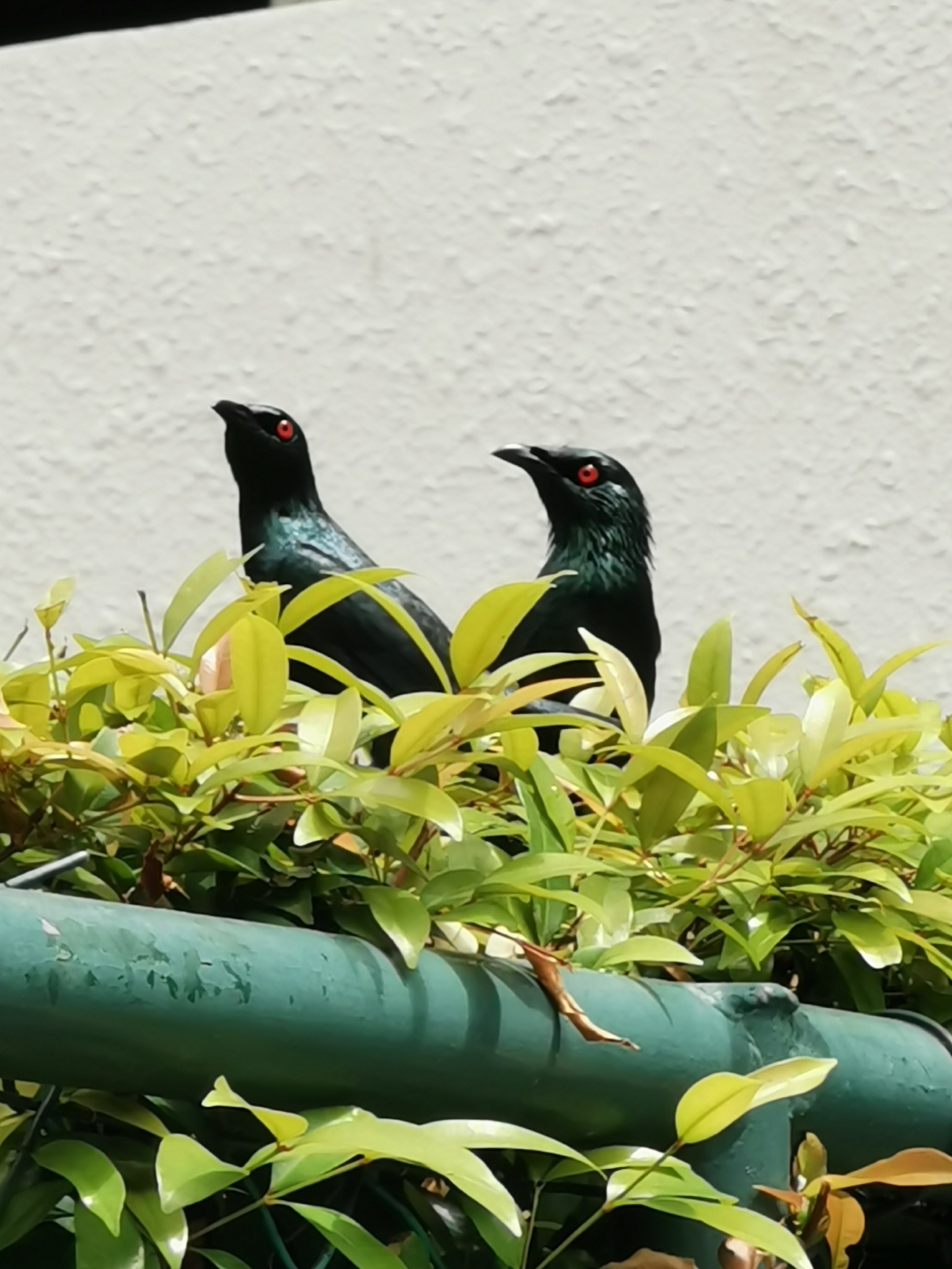Asian Glossy Starling