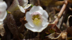 Gratiola sexdentata