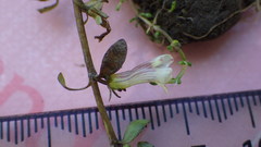 Gratiola sexdentata