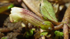 Gratiola sexdentata