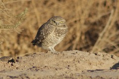 Athene cunicularia