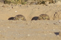 Athene cunicularia