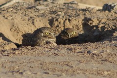 Athene cunicularia