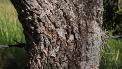 Karwinskia calderonii