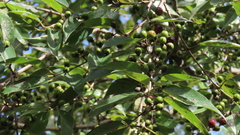 Karwinskia calderonii