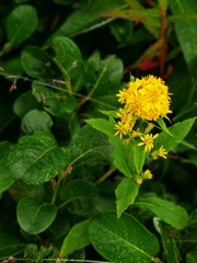 Solidago cuprea