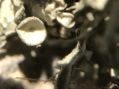 Ramalina leptocarpha