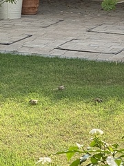 Passer domesticus