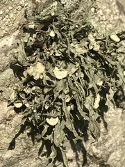 Ramalina leptocarpha