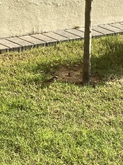 Passer domesticus