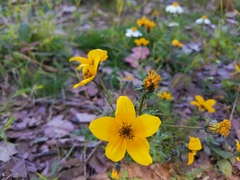 Bidens serrulata
