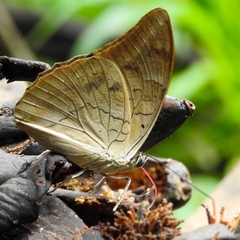 Archaeoprepona demophon centralis