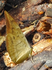 Archaeoprepona demophon centralis