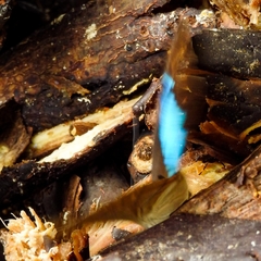 Archaeoprepona demophon centralis