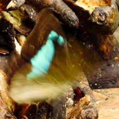 Archaeoprepona demophon centralis