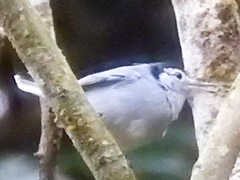 Polioptila bilineata