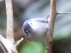 Polioptila bilineata