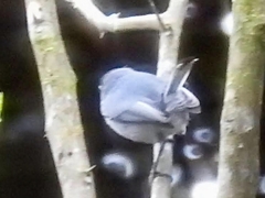 Polioptila bilineata