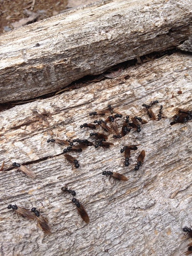 iNaturalist observation photo of Western Black Carpenter Ant