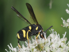 Leucospis gigas
