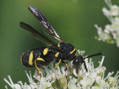 Leucospis gigas