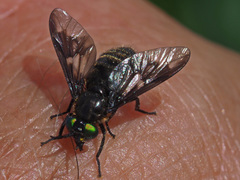 Chrysops sepulcralis