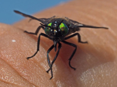 Chrysops sepulcralis