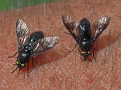 Chrysops sepulcralis