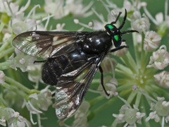 Chrysops sepulcralis
