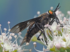 Chrysops sepulcralis