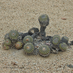 Copiapoa cinerascens