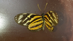 Eueides isabella eva