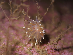 Amphorina linensis