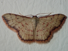 Idaea craspedota