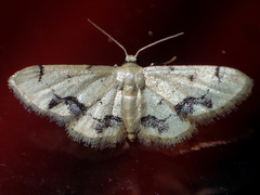 Idaea chotaria