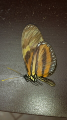 Eueides isabella eva