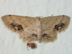 Idaea chotaria