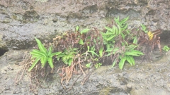 Pteris minor