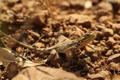 Agama dodomae dodomae