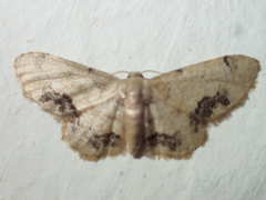 Idaea chotaria