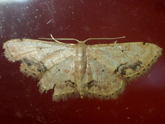 Idaea chotaria