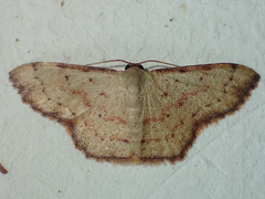 Idaea craspedota