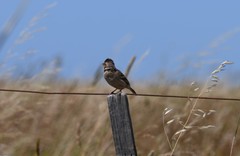 Mirafra javanica