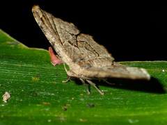 Gonodontis